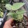 Hoya parasitica cv. Black Edge