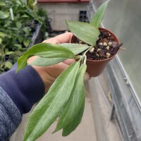 Hoya aurigueana