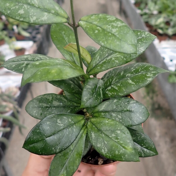 Hoya crassipetiolata cv. splash