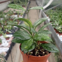 Hoya crassipetiolata cv. splash