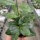Hoya crassipetiolata cv. splash