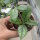 Hoya crassipetiolata cv. splash