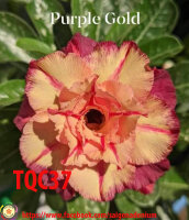 Adenium obesum-Hybr. Purple Gold TQC 37