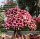 Adenium obesum-Hybr. Barbie Girl 154