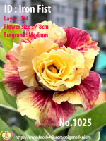 Adenium obesum-Hybr. Iron Fist 1025