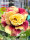 Adenium obesum-Hybr. Iron Fist 1025