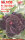 Adenium obesum-Hybr. Thai Cong1 1030