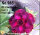 Adenium obesum-Hybr. Cam Dan2 985
