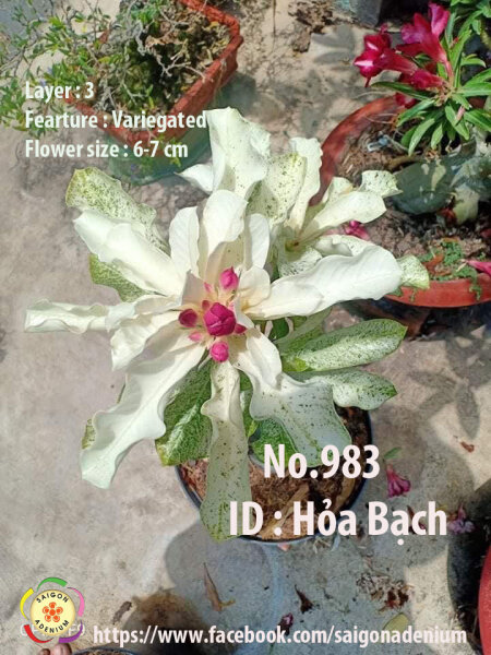 Adenium obesum-Hybr. Hoa Bach 983