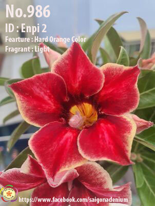 Adenium obesum-Hybr. Enpi 2 986