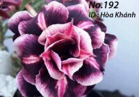 Adenium obesum-Hybr. Hoa Khanh 192