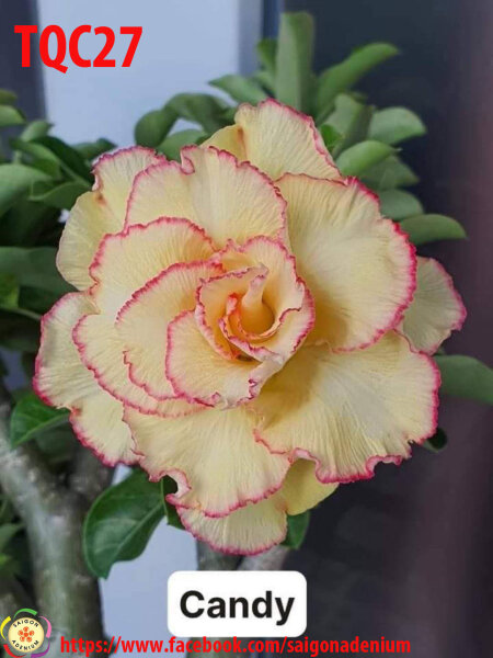 Adenium obesum-Hybr. Candyshop TQC27