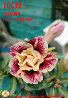 Adenium obesum-Hybr. Gorr TQC32
