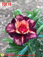 Adenium obesum-Hybr. Crazy Festival TQC18