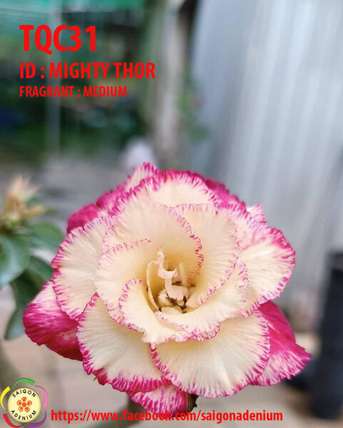 Adenium obesum-Hybr. Mighty Thor TQC31
