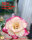 Adenium obesum-Hybr. Mighty Thor TQC31
