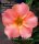 Adenium obesum-Hybr. Sleeping Beauty 143