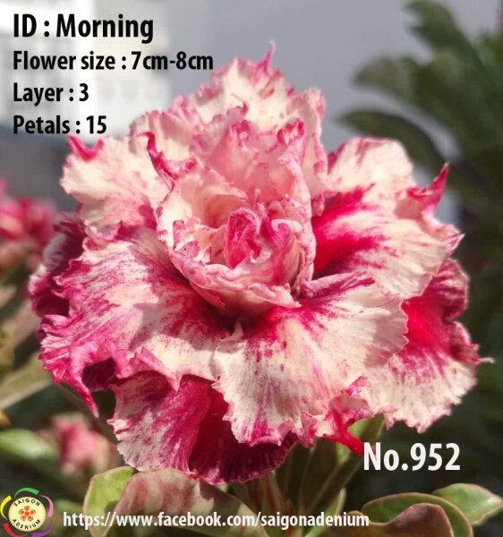 Adenium obesum-Hybr. Morning 952