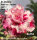 Adenium obesum-Hybr. Morning 952