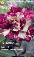 Adenium obesum-Hybr. Genius 966