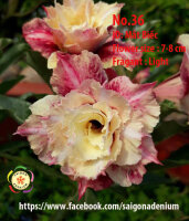 Adenium obesum-Hybr. Mat Biec 36