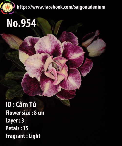 Adenium obesum-Hybr. Cam Tu 954