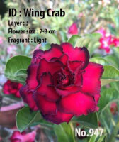 Adenium obesum-Hybr. Wing Crab 947