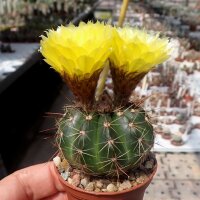 Notocactus ottonis v. acutangularis FR 1266c