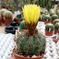 Notocactus ottonis v. acutangularis FR 1266c