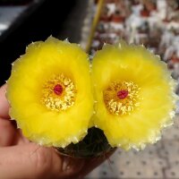 Notocactus ottonis v. acutangularis FR 1266c