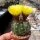 Notocactus ottonis v. acutangularis FR 1266c