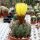 Notocactus ottonis v. acutangularis FR 1266c