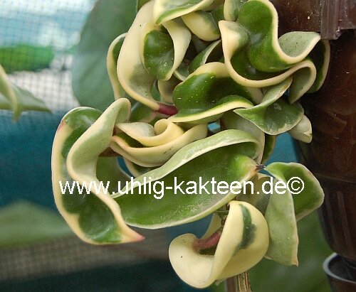 Hoya carnosa cv. compacta variegata