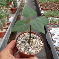 Adenia stylosa