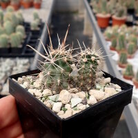 Austrocactus subandinus SAR 6842