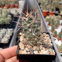 Austrocactus subandinus SAR 6842
