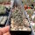 Austrocactus subandinus SAR 6842