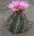 Thelocactus bicolor Huizache