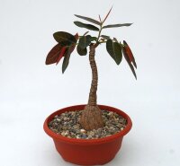 Phyllanthus mirabilis