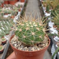 Acanthocalycium munitum WR 772