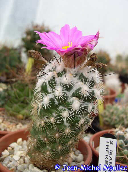 Neolloydia conoidea, Bella Vista del Rio, Queretaro