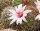 Mammillaria fraileana SB 1247