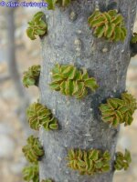 Croton socotranus