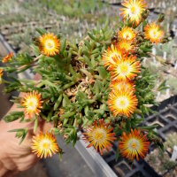 Delosperma luckhoffii cv. Eugens Strohfeuer (dw)