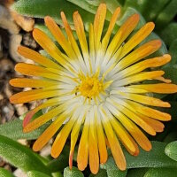 Delosperma luckhoffii cv. Eugens Strohfeuer (dw)
