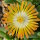 Delosperma luckhoffii cv. Eugens Strohfeuer (dw)