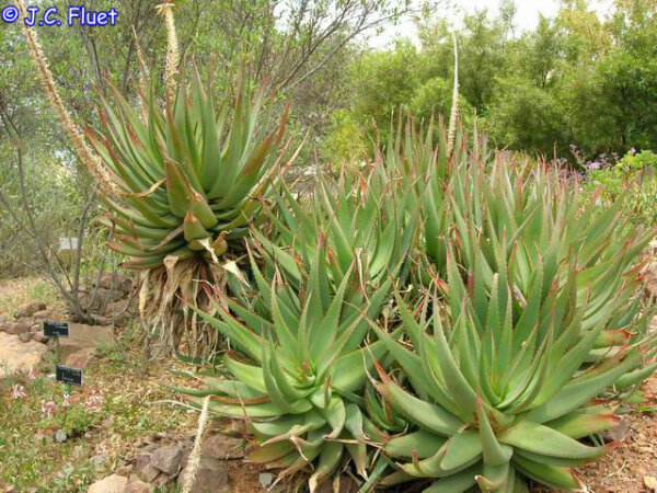 Aloe comosa