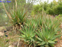Aloe comosa