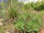 Aloe comosa