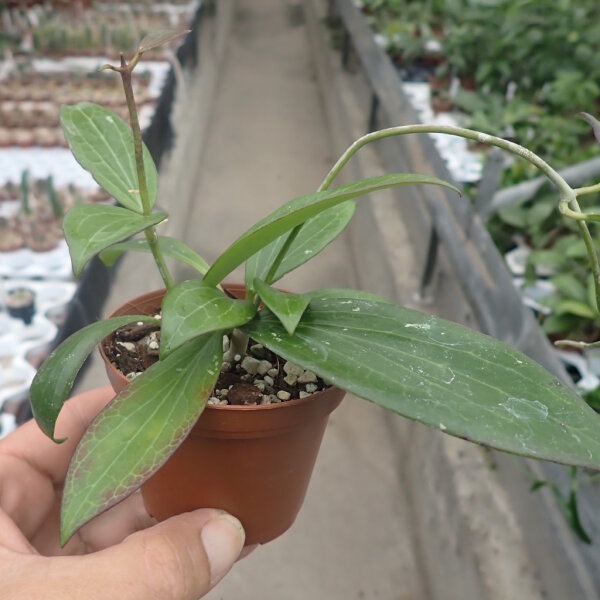 Hoya fischeriana